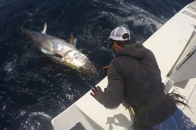 Bluefin Tuna - Ready for release Cavalier & Blue Marlin Sport Fishing Gran Canaria