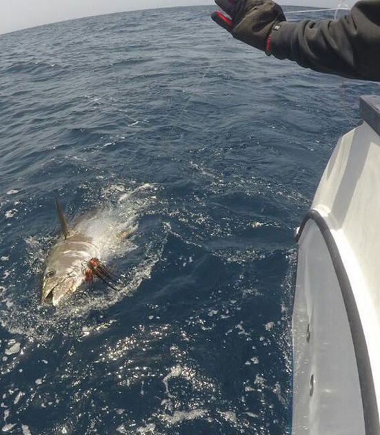  - Cavalier & Blue Marlin Sport Fishing Gran Canaria