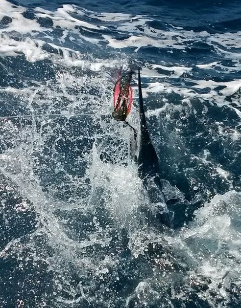 25 kg Spearfish caught by Cees Pipping on the boat Cavalier Cavalier & Blue Marlin Sport Fishing Gran Canaria