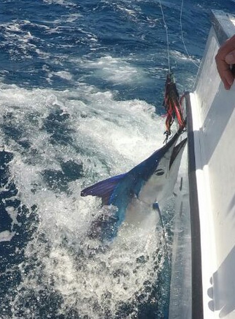 Spearfish Cavalier & Blue Marlin Sport Fishing Gran Canaria