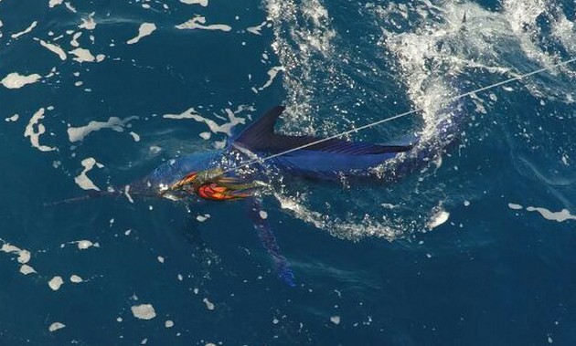 Spearfish Cavalier & Blue Marlin Sport Fishing Gran Canaria