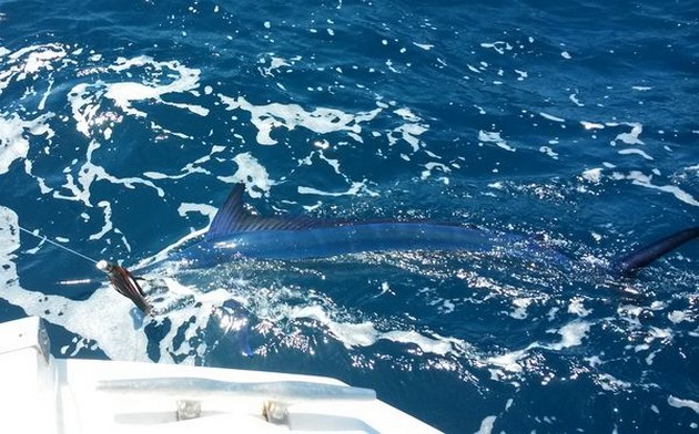 Spearfish - 25 kg Spearfish released on the boat Cavalier Cavalier & Blue Marlin Sport Fishing Gran Canaria