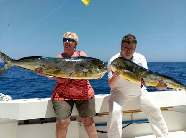 Cavalier vindt grote school met jagende Dorado's Cavalier & Blue Marlin Sport Fishing Gran Canaria