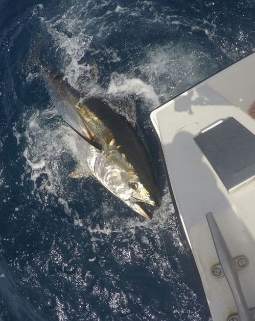 Tuna bluefin Cavalier & Blue Marlin Sport Fishing Gran Canaria