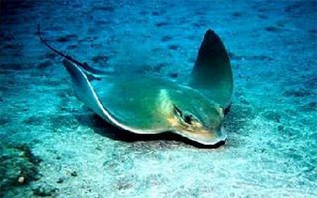 Waar zijn de grote jongens gebleven? Cavalier & Blue Marlin Sport Fishing Gran Canaria