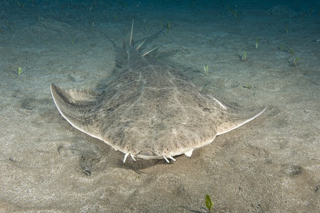 Mooie groete Engelhaai voor Holger Strempel uit Berlijn Cavalier & Blue Marlin Sport Fishing Gran Canaria