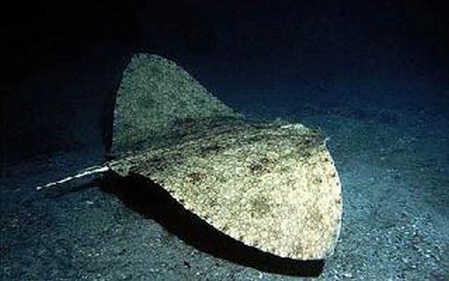 Schitterende grote Vlinder rog voor Hollander Jan Pieter Kole Cavalier & Blue Marlin Sport Fishing Gran Canaria