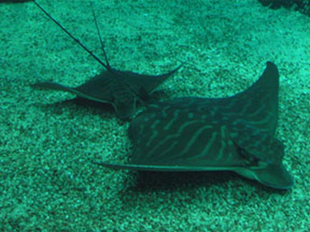 Slechte vangsten Cavalier & Blue Marlin Sport Fishing Gran Canaria