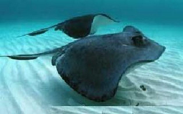  - Cavalier & Blue Marlin Sport Fishing Gran Canaria