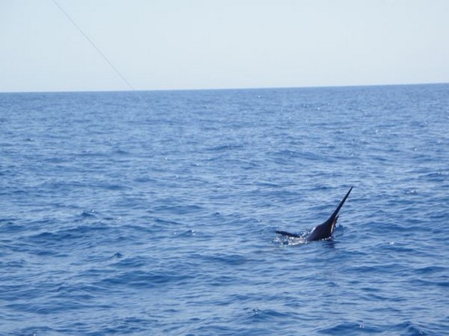 Blue & Dorado's Cavalier & Blue Marlin Sport Fishing Gran Canaria