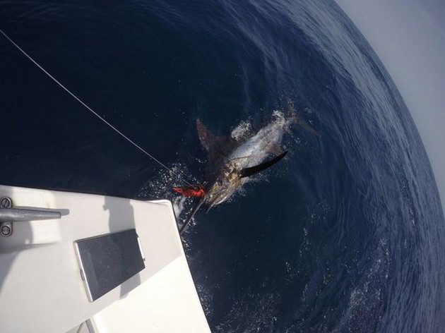 Blue Marlin Cavalier & Blue Marlin Sport Fishing Gran Canaria