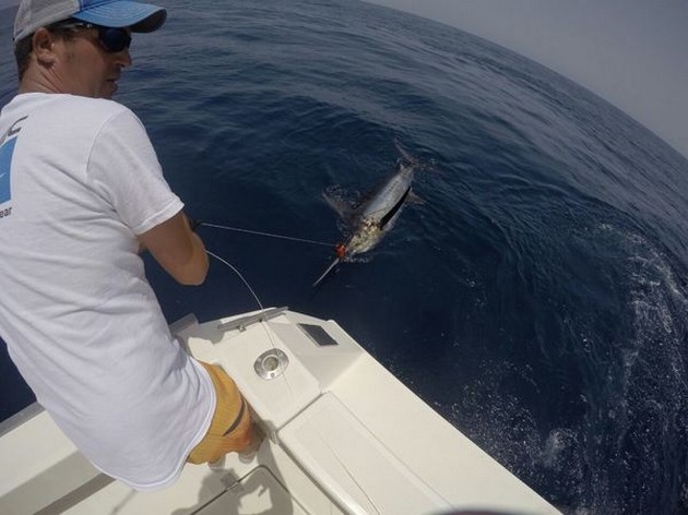 Blue Marlin Cavalier & Blue Marlin Sport Fishing Gran Canaria