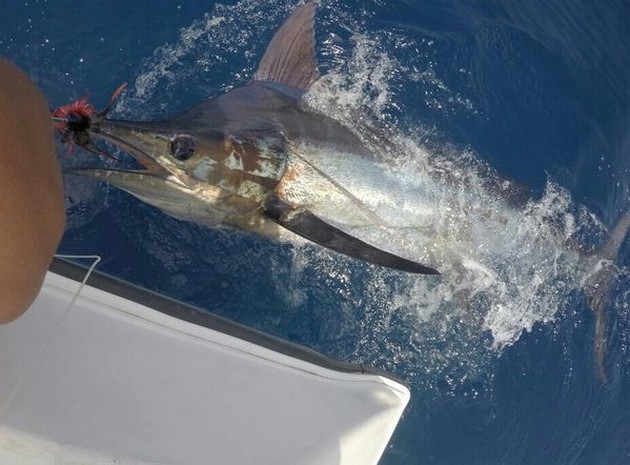 230 kg Blue Marlin - Cavalier released their  2nd Blue Marlin Cavalier & Blue Marlin Sport Fishing Gran Canaria