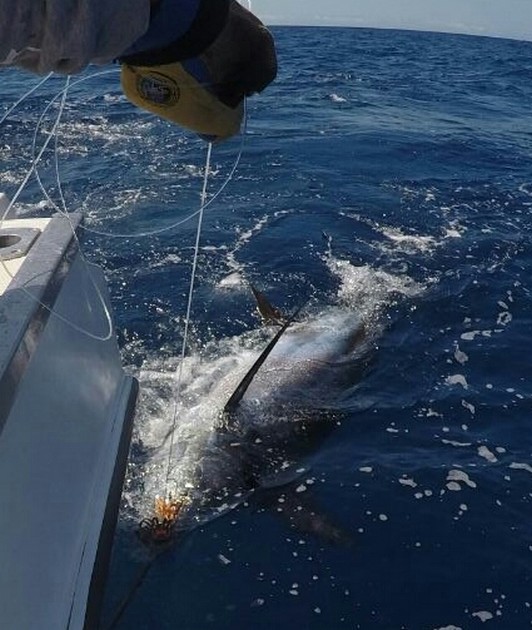 Blue Marlin besides the Cavalier Cavalier & Blue Marlin Sport Fishing Gran Canaria