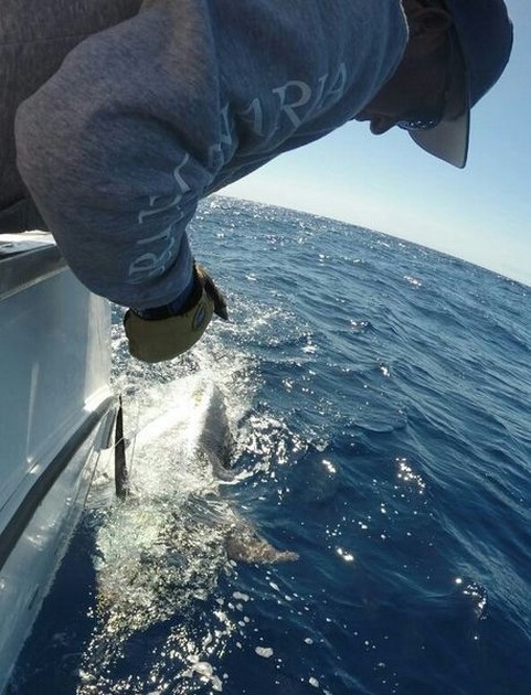 Blue Marlin Cavalier & Blue Marlin Sport Fishing Gran Canaria