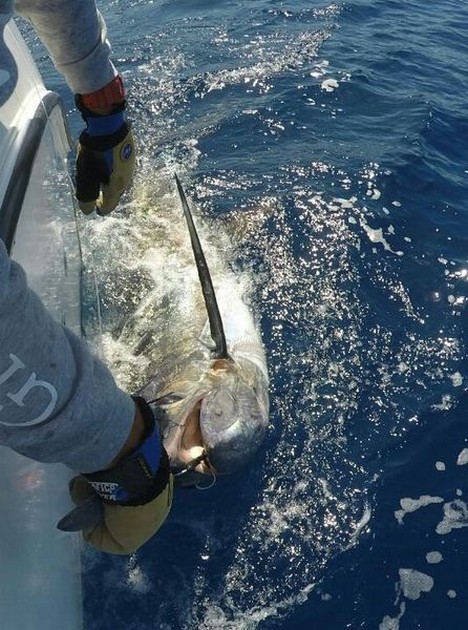 Blue Marlin Cavalier & Blue Marlin Sport Fishing Gran Canaria