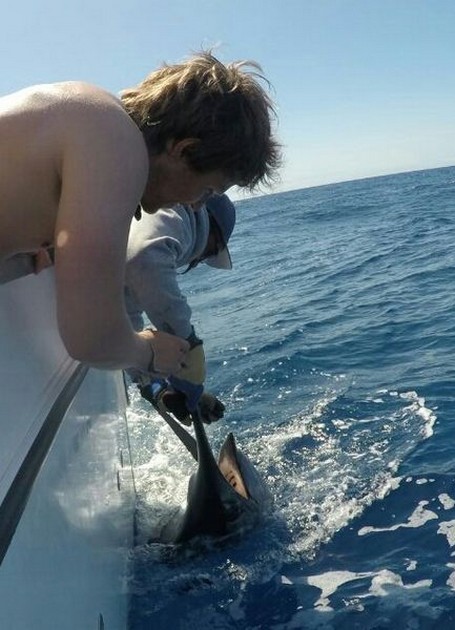 Release Me - Adam Svoboda released his own 230 kg Blue Marlin Cavalier & Blue Marlin Sport Fishing Gran Canaria