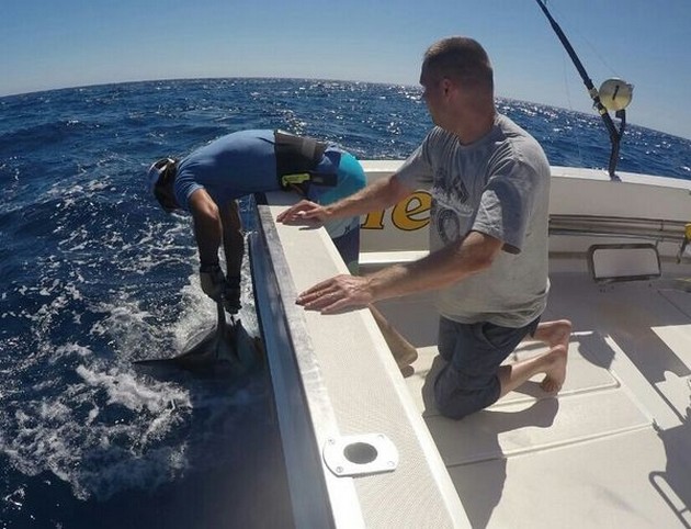 Opnieuw Blauwe Marlijn op de boot Cavalier Cavalier & Blue Marlin Sport Fishing Gran Canaria