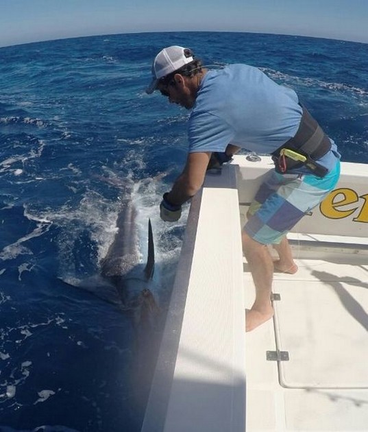 240 kg Blue Marlin caught by Mr Anders from Sweden Cavalier & Blue Marlin Sport Fishing Gran Canaria
