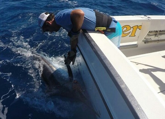 Blue Marlin Cavalier & Blue Marlin Sport Fishing Gran Canaria
