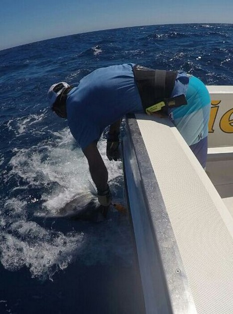 Congratulations - Abraham released a Blue Marlin Cavalier & Blue Marlin Sport Fishing Gran Canaria