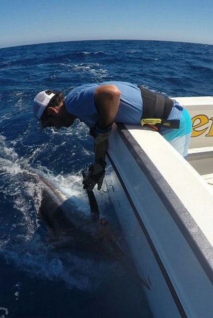 240 kg Blue Marlin - Tag & Release - 240 kg Blue Marlin Cavalier & Blue Marlin Sport Fishing Gran Canaria