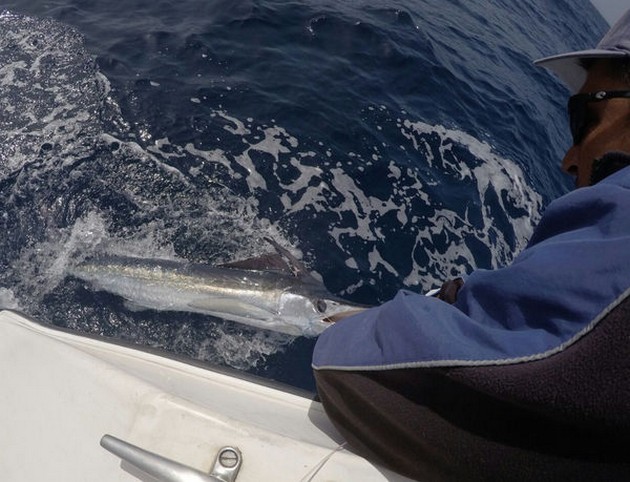 White Marlin Cavalier & Blue Marlin Sport Fishing Gran Canaria