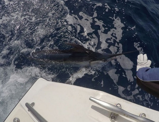 White Marlin Cavalier & Blue Marlin Sport Fishing Gran Canaria