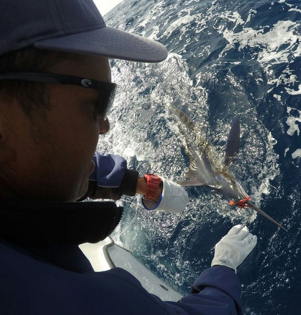 White Marlin Cavalier & Blue Marlin Sport Fishing Gran Canaria