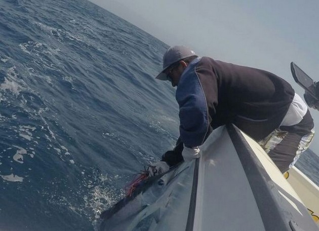 Michael Gröntved uit Denemarken released a Witte Marlijn Cavalier & Blue Marlin Sport Fishing Gran Canaria