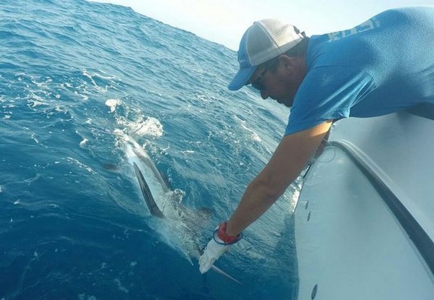 White Marlin taggades och släpptes av Ed Racket från Holland Cavalier & Blue Marlin Sport Fishing Gran Canaria