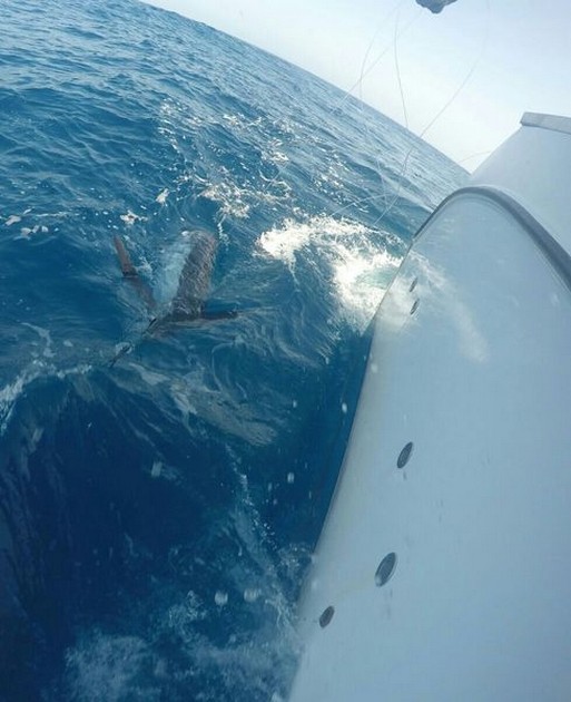 White Marlin Cavalier & Blue Marlin Sport Fishing Gran Canaria