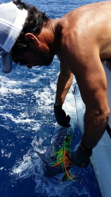 White Marlin - 60 lbs White Marlin released by Jos van Loo from Holland Cavalier & Blue Marlin Sport Fishing Gran Canaria
