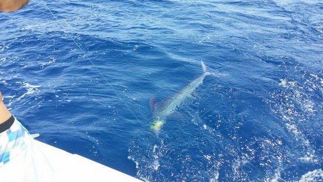 Release Me - White Marlin behind the boat Cavalier Cavalier & Blue Marlin Sport Fishing Gran Canaria