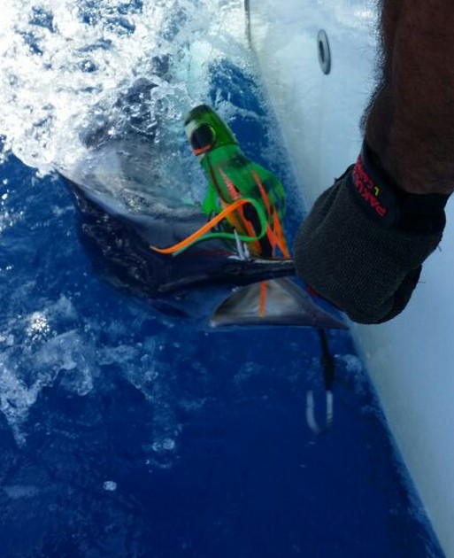 White Marlin Cavalier & Blue Marlin Sport Fishing Gran Canaria