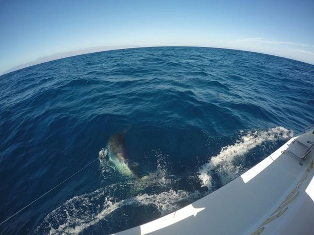 Blue Marlin Cavalier & Blue Marlin Sport Fishing Gran Canaria