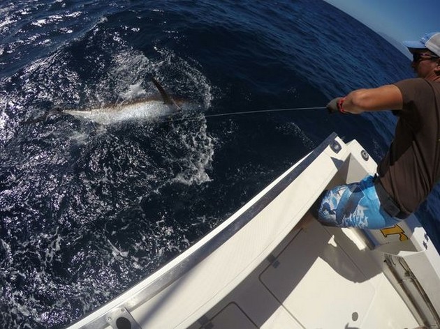 Blue Marlin besides the Cavalier Cavalier & Blue Marlin Sport Fishing Gran Canaria