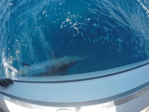 Blue Marlin - Stefan Liebler from Germany caught and released this 500 lbs Blue Marlin Cavalier & Blue Marlin Sport Fishing Gran Canaria