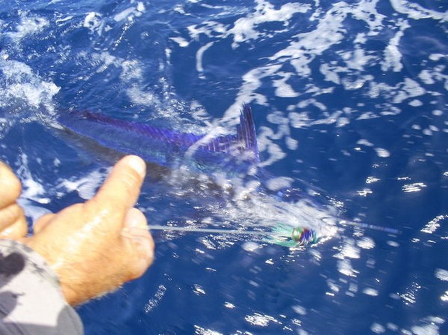White Marlin Cavalier & Blue Marlin Sport Fishing Gran Canaria