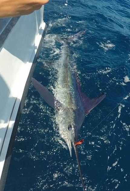 30 kg Witte Marlijn ge-released door Ruud Sormani uit Limburg Cavalier & Blue Marlin Sport Fishing Gran Canaria