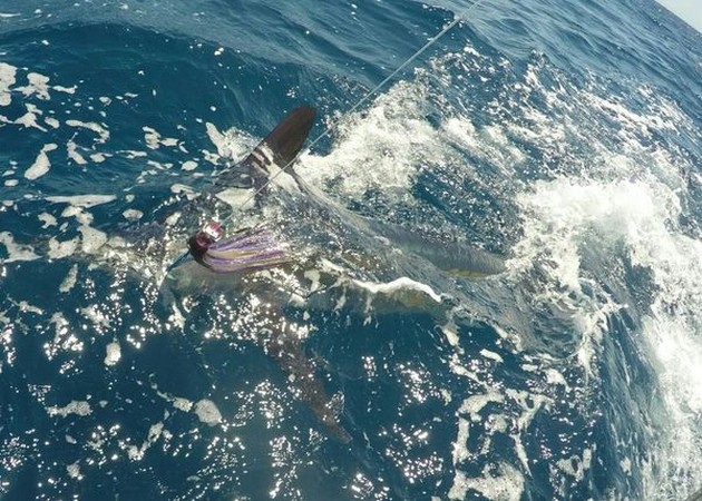 White Marlin Cavalier & Blue Marlin Sport Fishing Gran Canaria