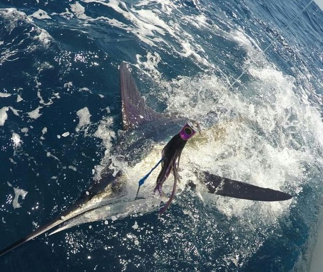 White Marlin Cavalier & Blue Marlin Sport Fishing Gran Canaria