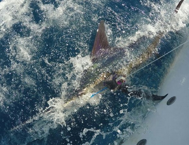 White Marlin Cavalier & Blue Marlin Sport Fishing Gran Canaria