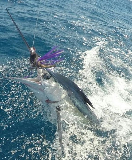White Marlin - Martin from England tagged and released this beauty on the boat Cavalier Cavalier & Blue Marlin Sport Fishing Gran Canaria