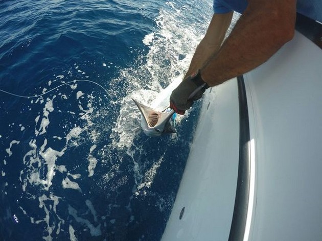 White Marlin released by Gert van Leest from Holland Cavalier & Blue Marlin Sport Fishing Gran Canaria