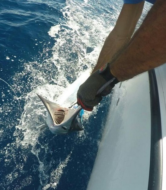 Relese-Me - White Marlin released by Gert van Leest from Holland Cavalier & Blue Marlin Sport Fishing Gran Canaria