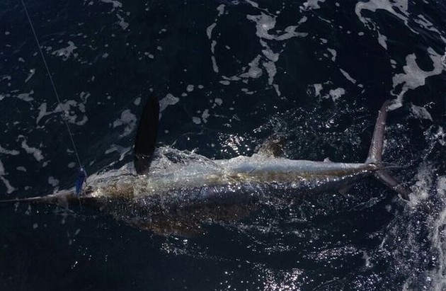 White Marlin released by Gert van Leest Cavalier & Blue Marlin Sport Fishing Gran Canaria