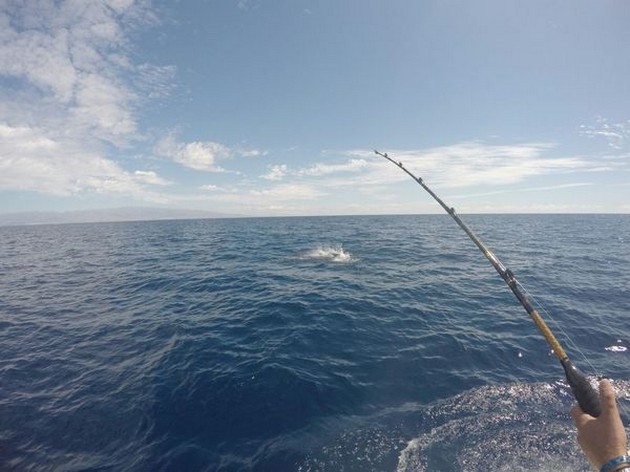Junping Whte .! Cavalier & Blue Marlin Sport Fishing Gran Canaria