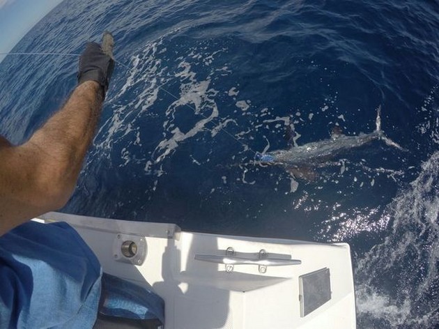 Witte Marlijnen Explosie in het zuiden van Gran Canaria Cavalier & Blue Marlin Sport Fishing Gran Canaria