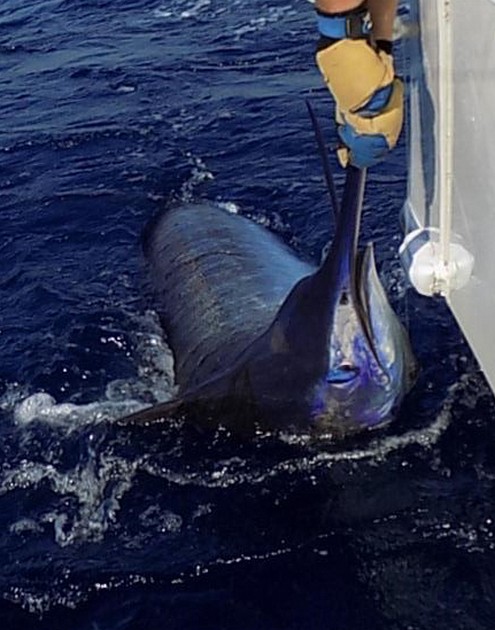 Blauwe & Witte Marlijn Cavalier & Blue Marlin Sport Fishing Gran Canaria